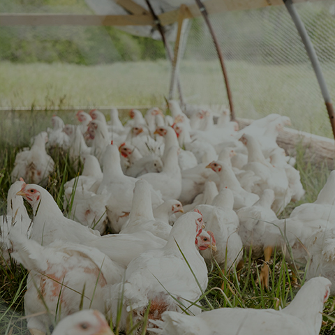 Solução para alimentação animal
    